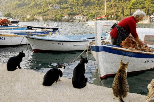 Avez-vous les moyens d'aller dans le sud? Catpic10