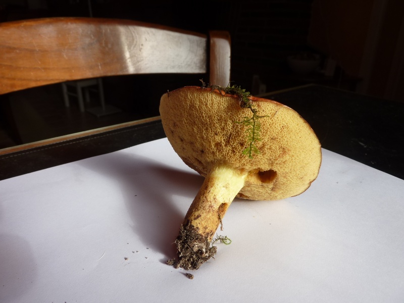 [Cueillette/culture] Les champignons P1040810