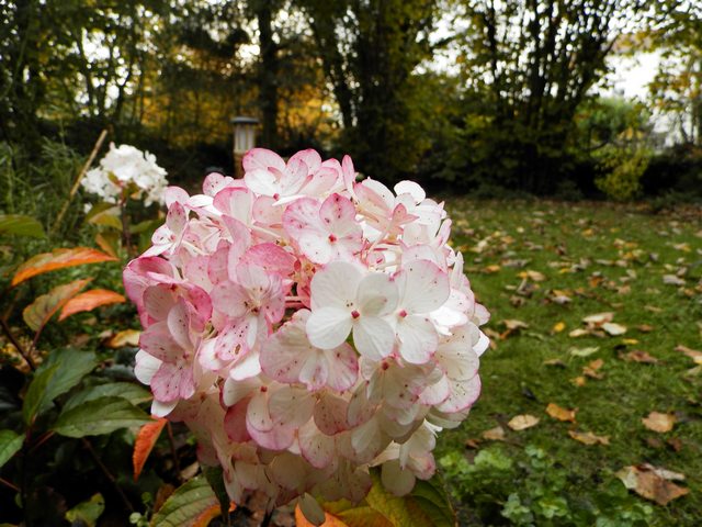 Hydrangea vanille-fraise. Panicu12