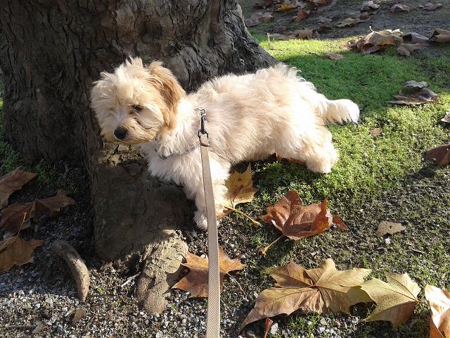 Jojo mâle croisé bichon caniche né début aout 20141110