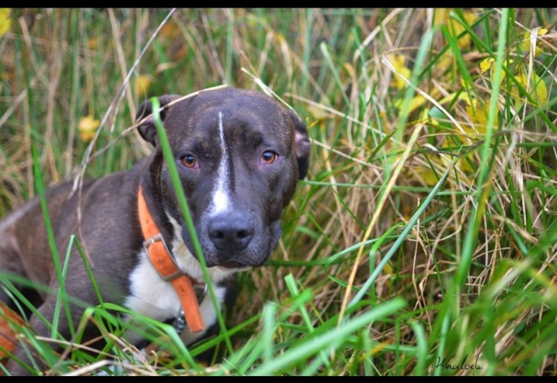 Izia, Croisée Labrador / Stafforshire bull terrier (03/2014), Moineville Izia1011