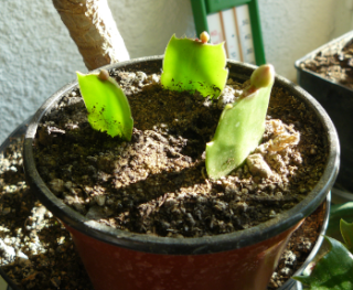 Schlumbergera - le genre - cactus de Noël - Page 5 Schlum10