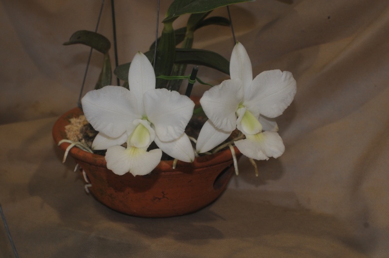 Cattleya walkeriana 034_co10