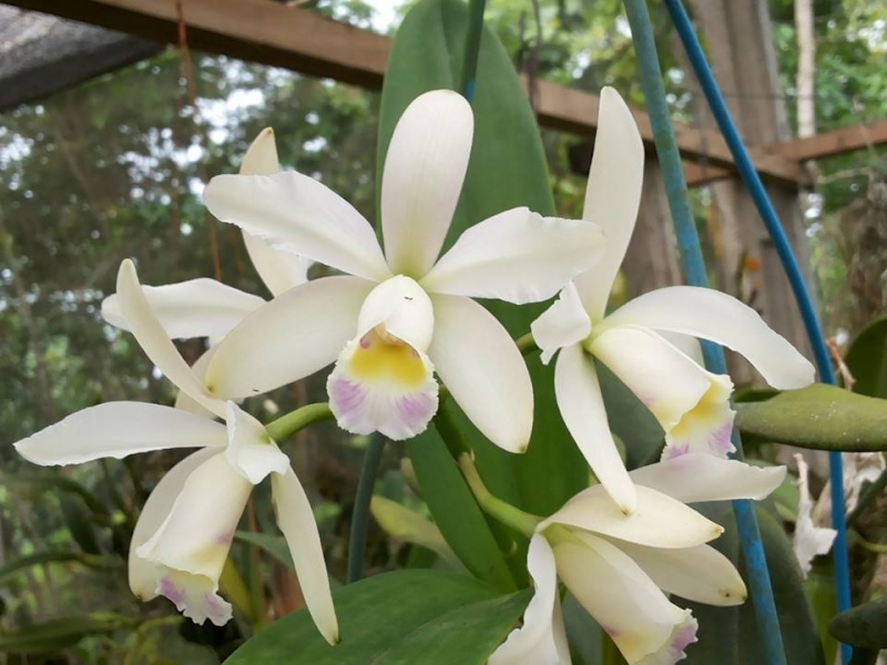 Photos d'orchidées inédites   - Page 3 10404410