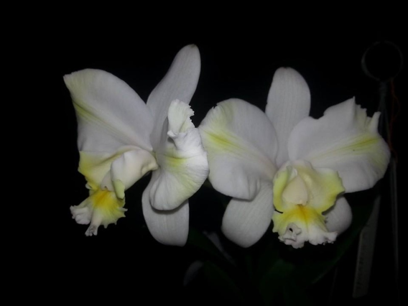 Photos d'orchidées inédites   - Page 3 10428010