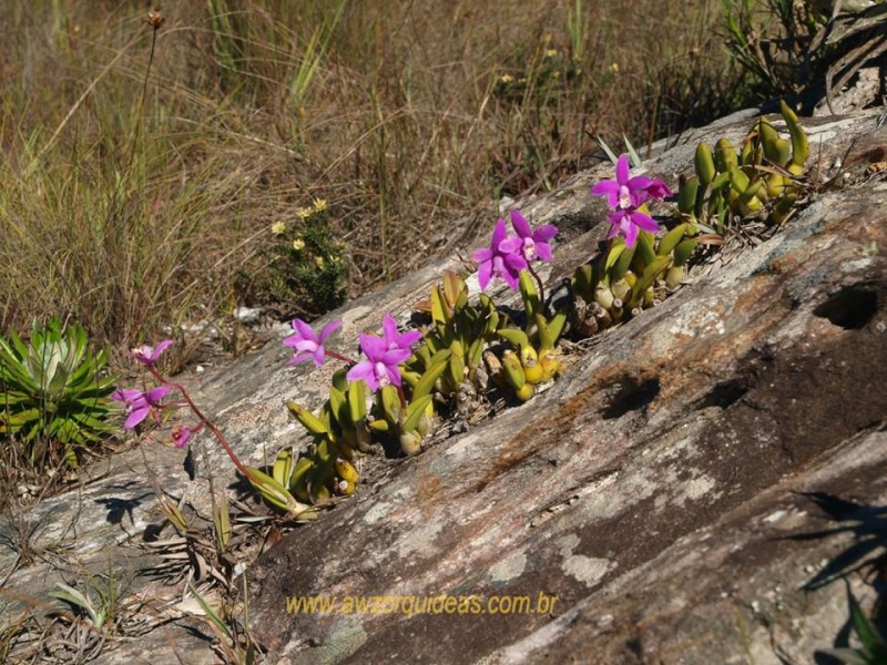 Orquidário AWZ Orquídeas - Page 2 10556210