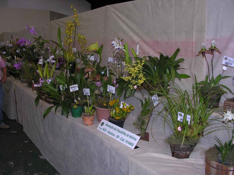  Exposition à  São Bernardo do Campo ( Brésil )   Dscn0131