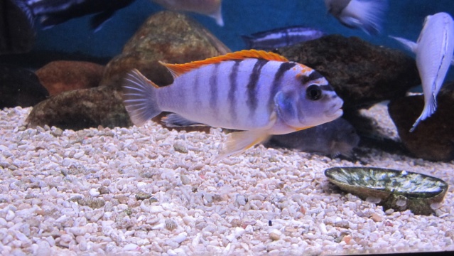 Labidochromis Hongi ... ou pas ? Img_7510