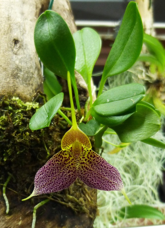 Masdevallia decumana Masdev10