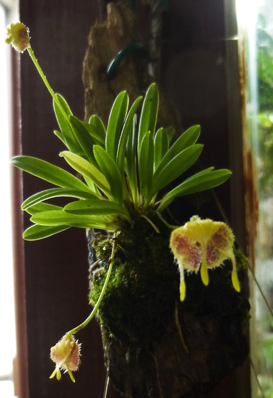 Masdevallia erinacea Masdev13