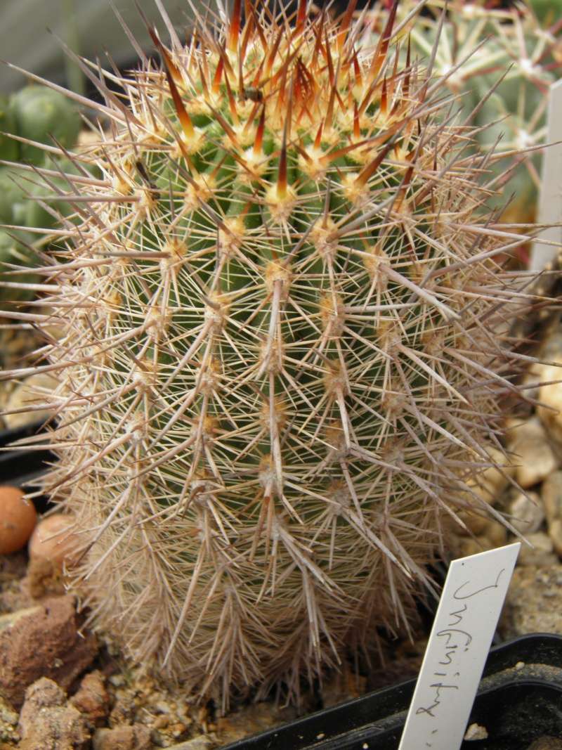 fleurs de cactus et  Aizoaceae au fil des saisons (I)  - Page 18 2012_210