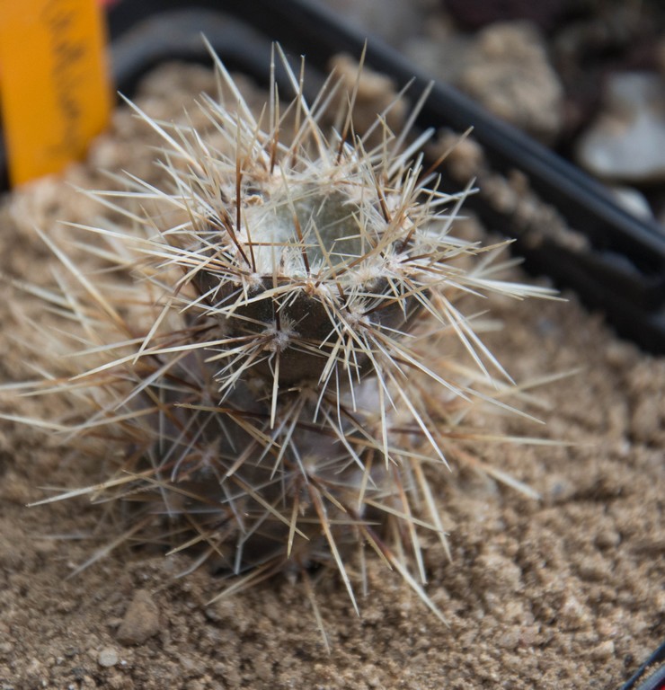 fleurs de cactus et  Aizoaceae au fil des saisons (I)  - Page 17 Sans_t41