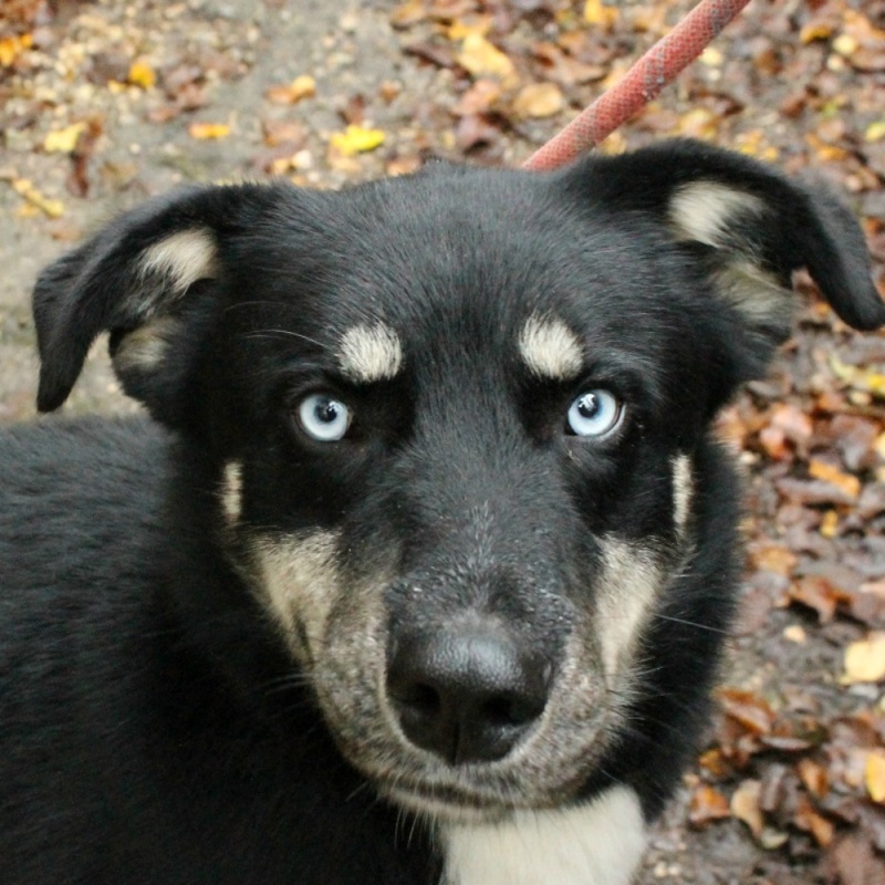 Guapo x husky (m) né 14/11/2012 REFU16 Guapo210