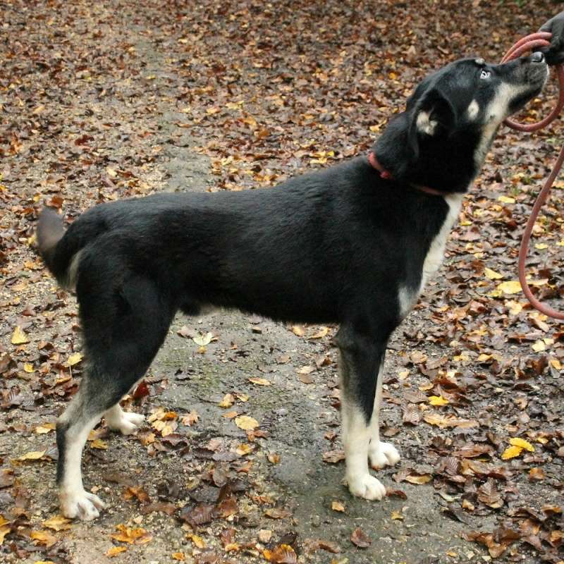 Guapo x husky (m) né 14/11/2012 REFU16 Guapo310