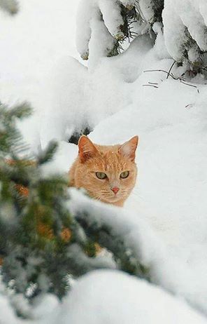 Снимки на зимата и животните 10268510
