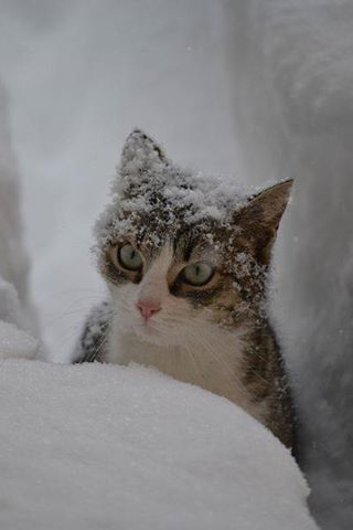 Снимки на зимата и животните 10348110