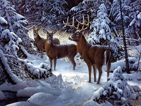 Снимки на зимата и животните 10374410