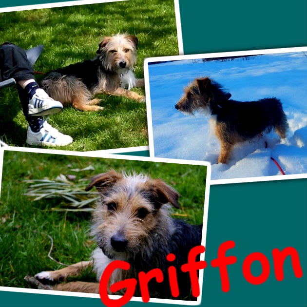 Griffon petit griffon de 3 ans Griffo10