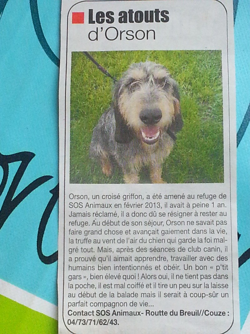 ORSON - griffon nivernais 4 ans  (3 ans de refuge)- Sos  Animaux à Le Broc (63) 20141114