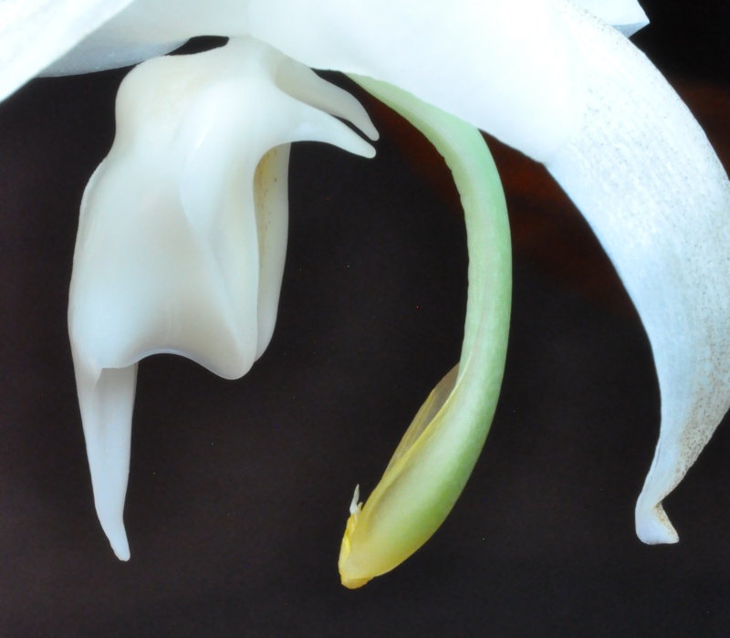 stanhopea candida Stanho11