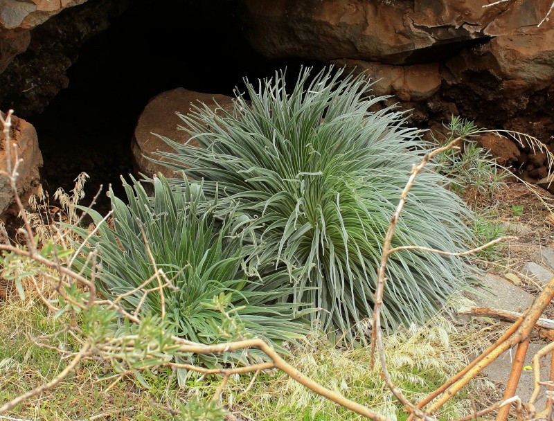 Echium wildpretii - Seite 2 Echium10