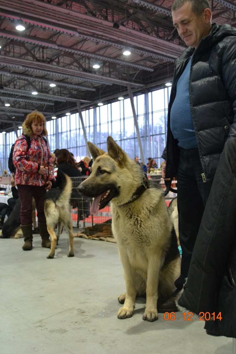 веолар larina20081976 mail ru - ВОСТОЧНО-ЕВРОПЕЙСКАЯ ОВЧАРКА ВЕОЛАР ГРОМ Dsc_0612