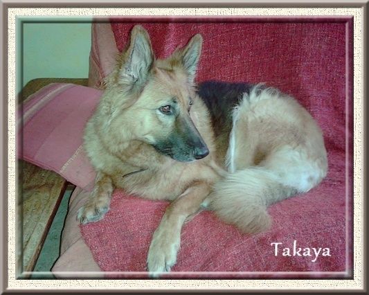 TAKAYA, très belle bergere allemande 6 ans (dépt 26) Takaya11