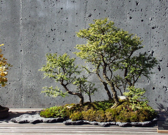 American Bonsai at the NC Arboretum - Page 12 D12