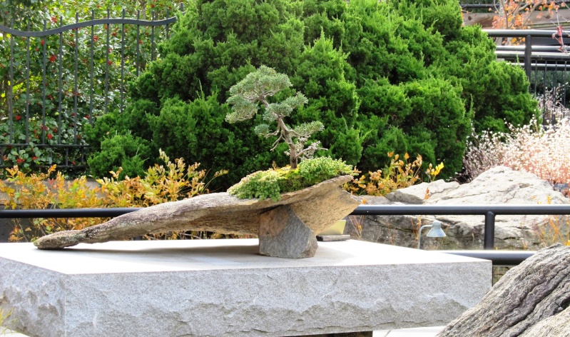 American Bonsai at the NC Arboretum - Page 12 Img_8210