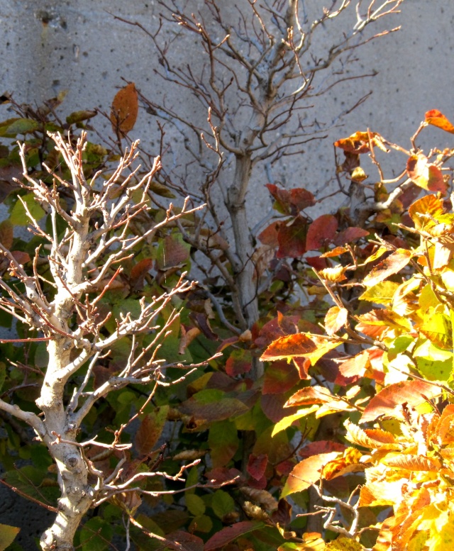 American Bonsai at the NC Arboretum - Page 12 S10