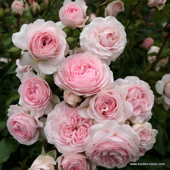 Roses de nos jardins - Page 5 Rose_r10
