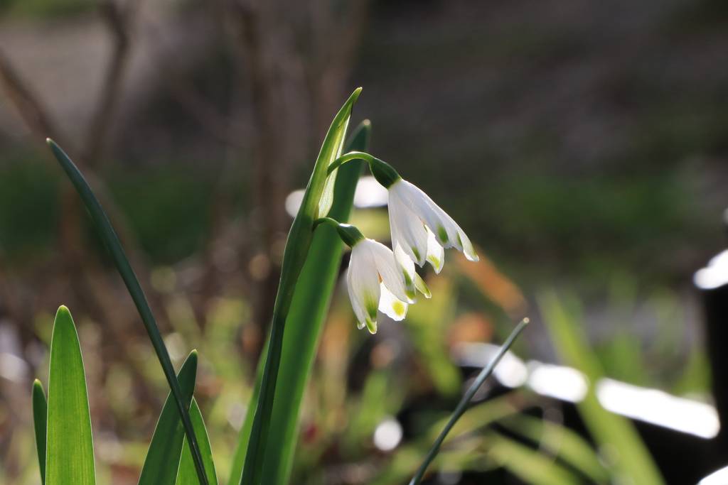 Galanthus 2021 Leucoj10