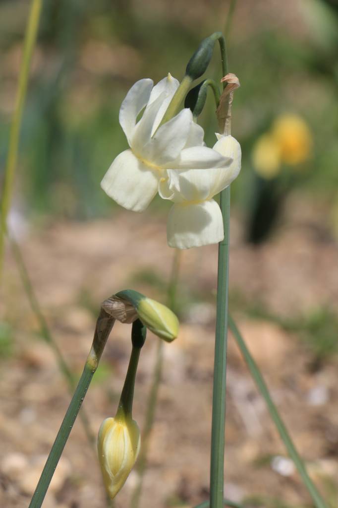 Narcissus 2021 Narcis33