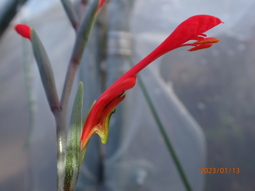Gladiolus saccatus P1130011