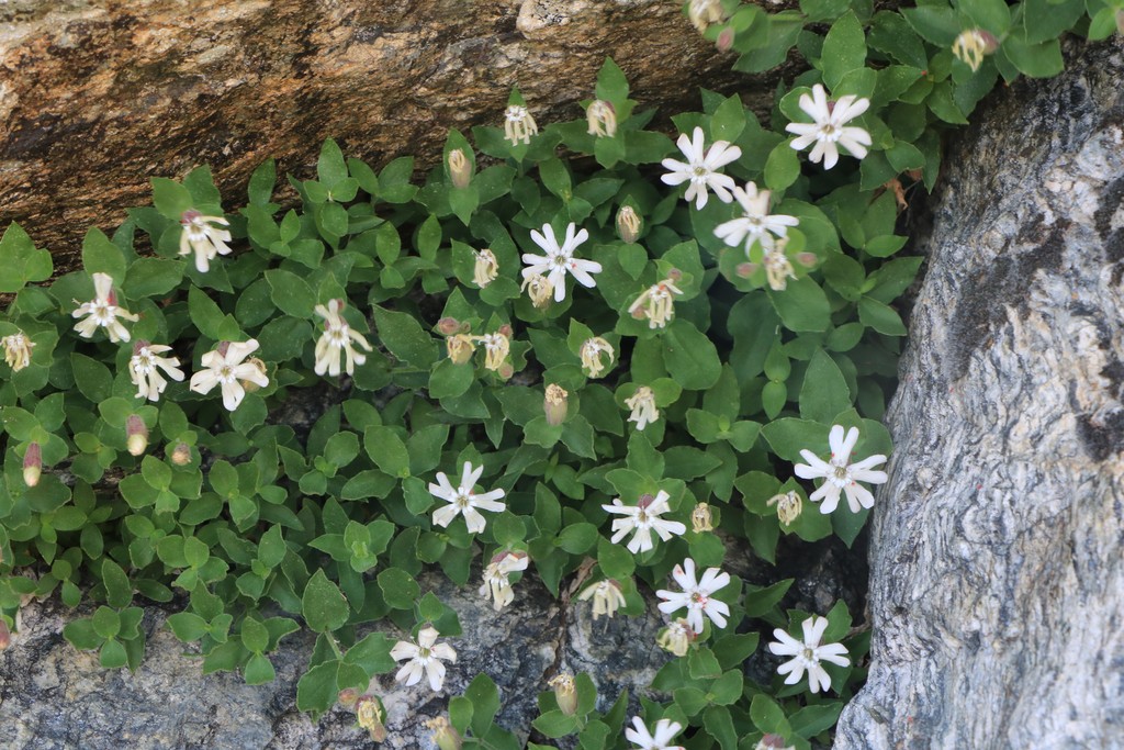 Vallée de la Roya, été 2019 Silene10