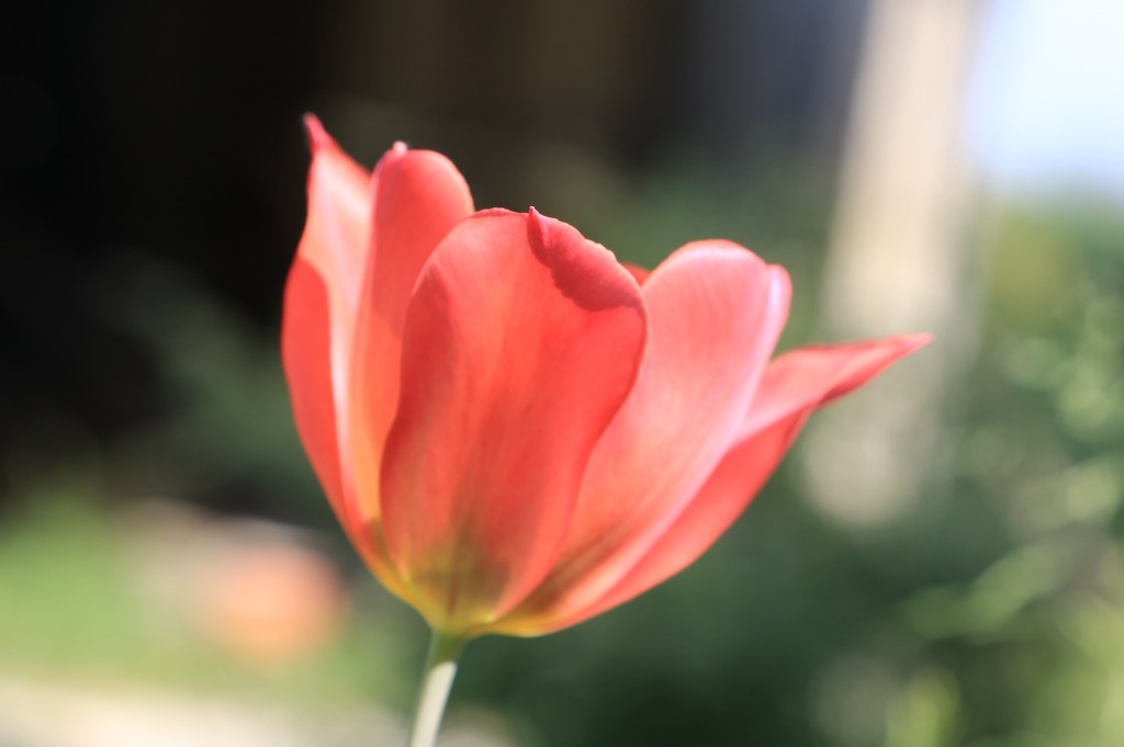 tulipes botaniques  qui ont beaoin de quelque choise ? T_rubi11