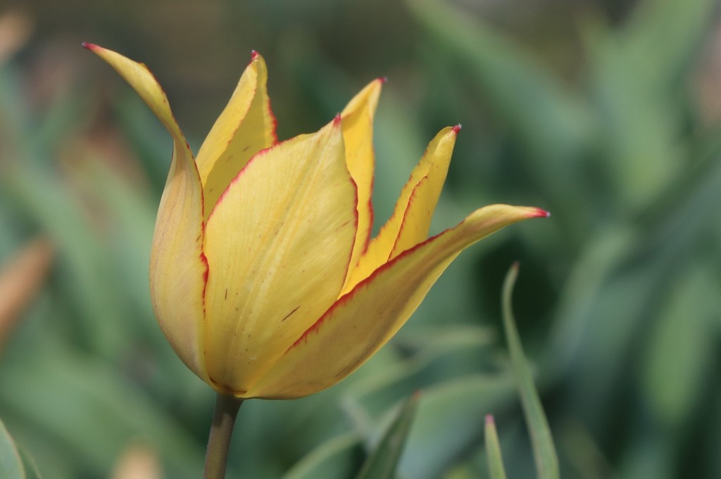 tulipes botaniques  qui ont beaoin de quelque choise ? T_sedu10