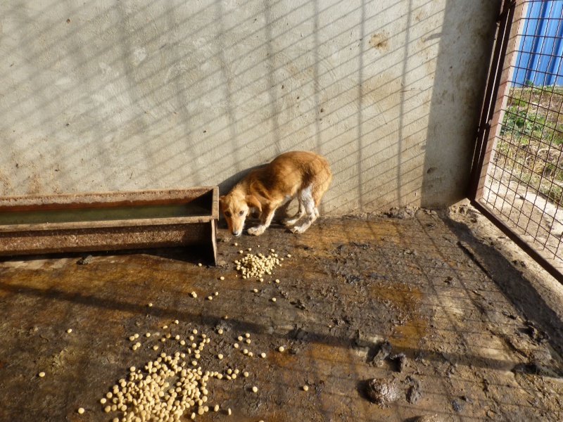 FOURRIERE DE BACKA : NOUS DEVONS SAUVER LES CHIENS! 1 110