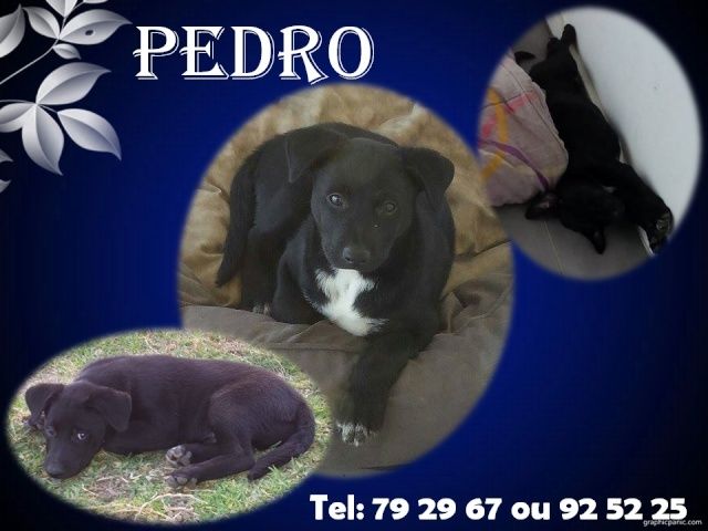 PEDRO 2 mois Pedro10