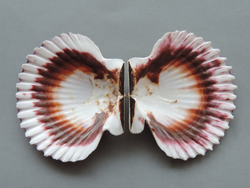 Argopecten purpuratus (Lamarck, 1819)  Dscn1533