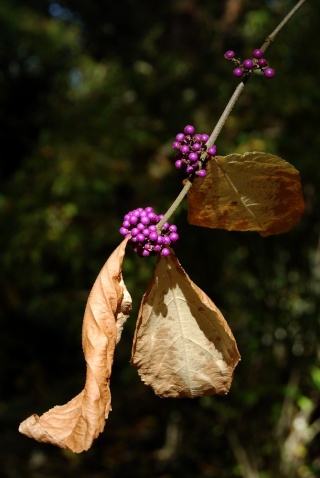 Callicarpa bodinieri, probable 'Profusion' - Page 2 Dsc_0013