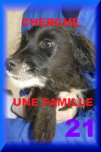  - FOURRIERE DE BACKA : NOUS DEVONS SAUVER LES CHIENS! 1 - Page 11 21d10