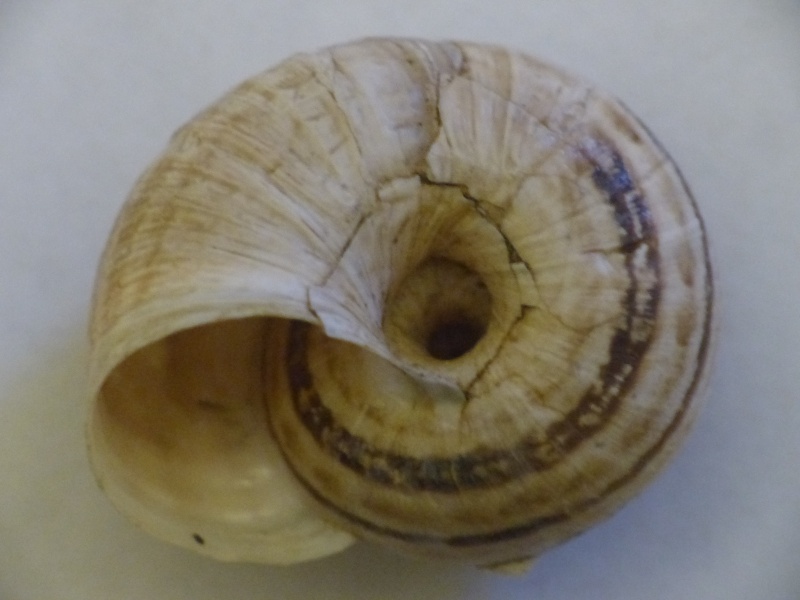 Xerosecta cespitum (Draparnaud, 1801) P1000741