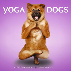 dysplasie - dysplasie chiot AKITA INU - Page 2 Yoga-d10