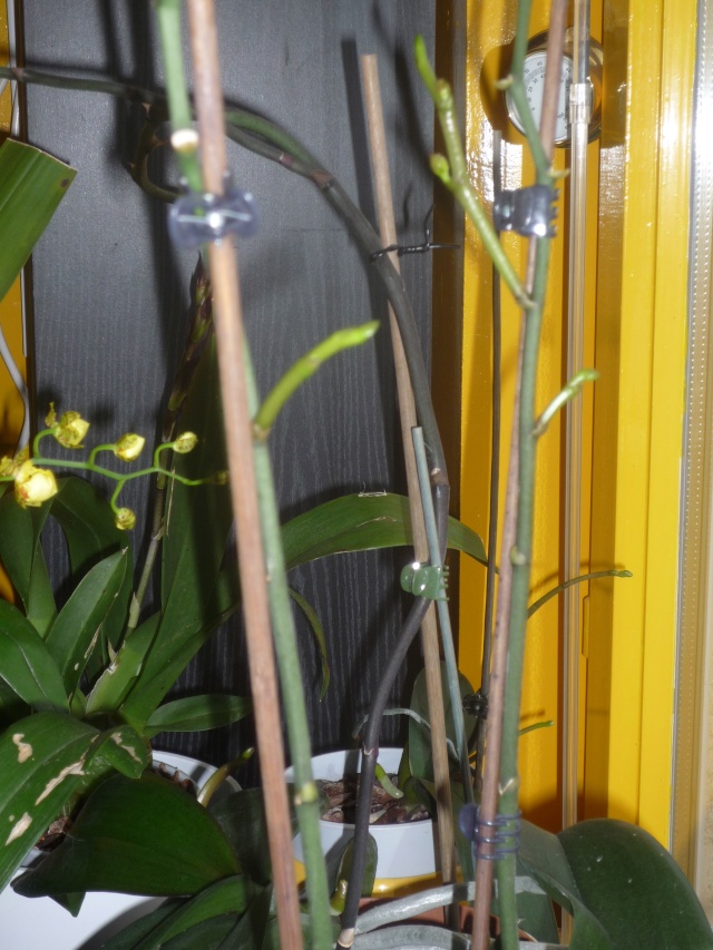 Phalaenopsis en véranda P1010914