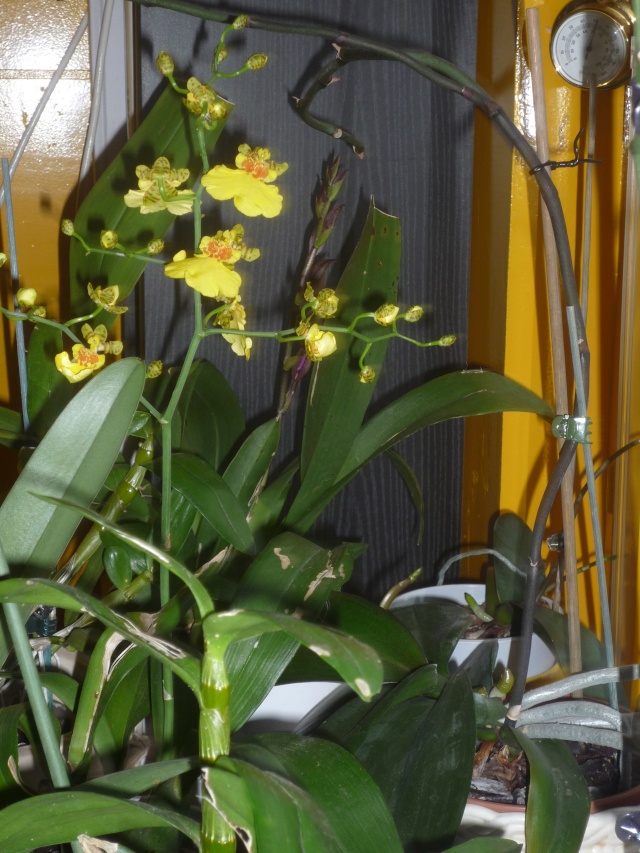 Phalaenopsis en véranda P1020010