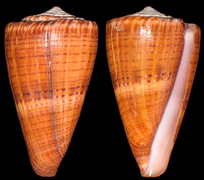 Conus (Rhizoconus) peli   Moolenbeek, 1996 Peli-610