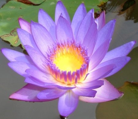 Shin Jin Mei - verset 44 Lotus-11