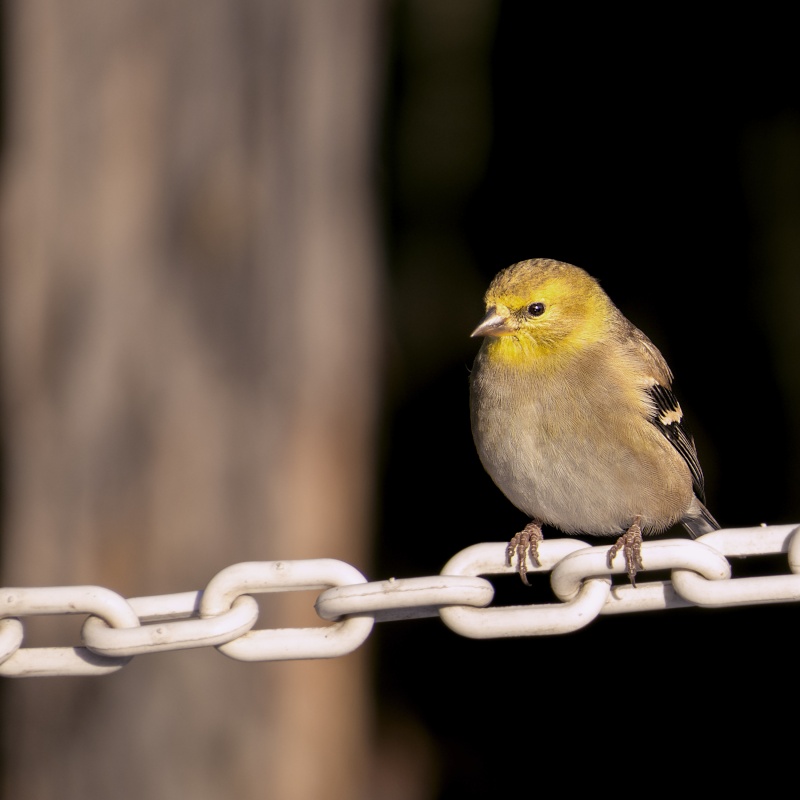 Chardonneret et Mésange Chardo11