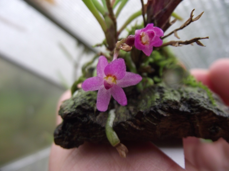 Vanda nana (Ascocentrum pusillum) Dscf6724